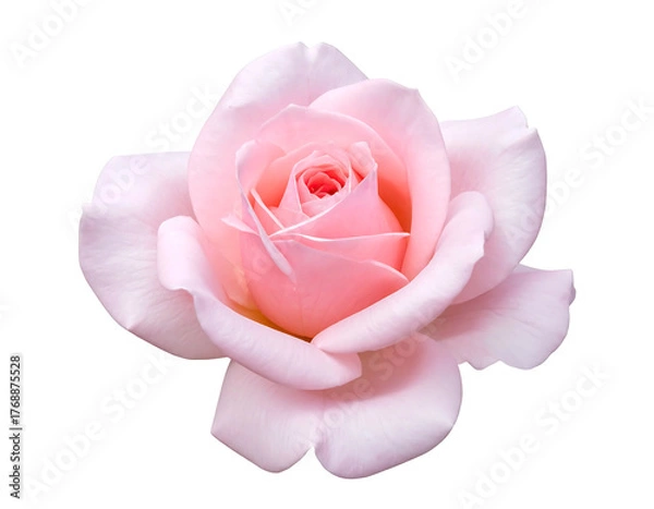 Fototapeta Soft pink rose with layers of delicate petals, isolated against a pure black background