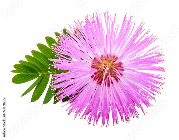 Fototapeta Soft-edged pink powderpuff flower with green leaflets, isolated on black; filaments delicate, radiating from center
