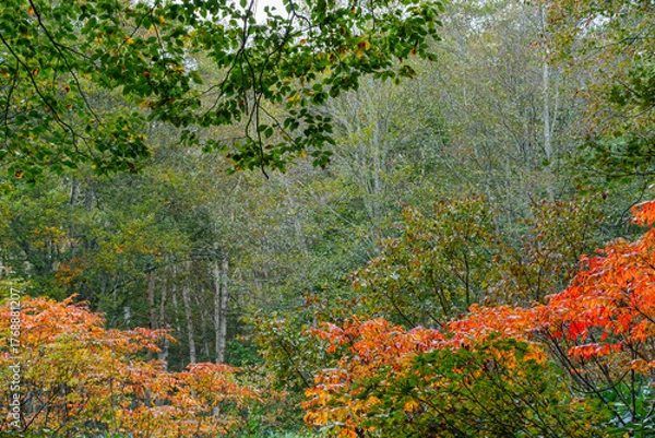 Fototapeta ブナと山うるし