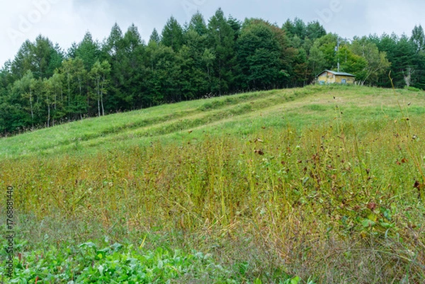 Fototapeta 蕎麦畑と小屋