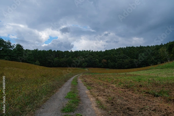 Fototapeta 高原の道
