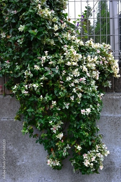 Fototapeta Trachelospermum asiaticum 'Hatsuyukikazura' leaves. Apocynaceae evergreen vine. A modified variety of Trachelospermum asiaticum, it is popular as a colorful leaf plant.