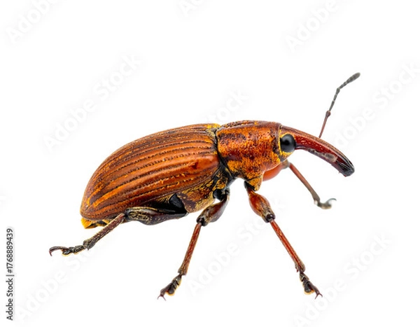 Fototapeta A rust-colored weevil stands against a stark black backdrop with intricate detailing visible on its body and antennae