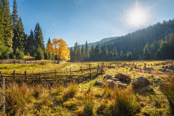 Obraz Beautiful autumn tree in Krkonose - Czech Republic