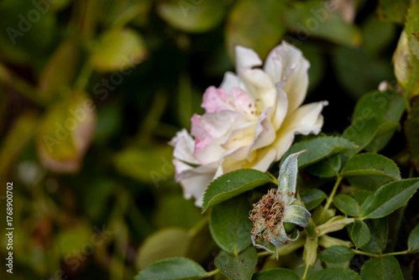 Obraz Withered rose calyx and fading bloom in soft light, reminiscent of a Dutch still life, early autumn, San Jose, California