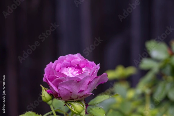Obraz Single pink-magenta rose in bloom with green buds, early autumn backyard, San Jose, California
