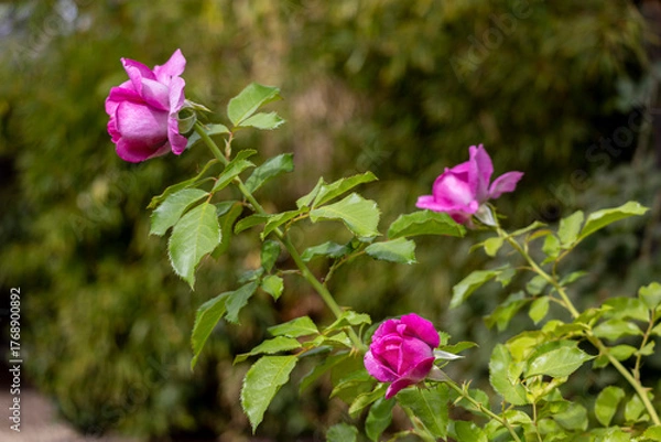 Obraz Three pink-magenta rose buds viewed from the side with green blurred background, early autumn backyard, San Jose, California