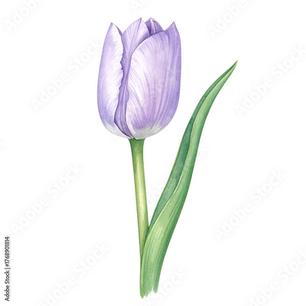 Fototapeta Delicate Purple Tulip with Green Stem White Background