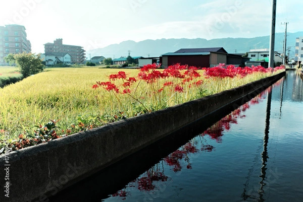 Obraz 福岡うきは市の彼岸花と田園風景