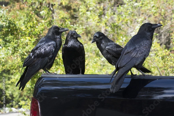 Fototapeta wrony kanada