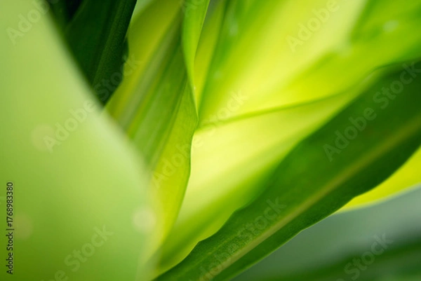 Fototapeta green leaf background	