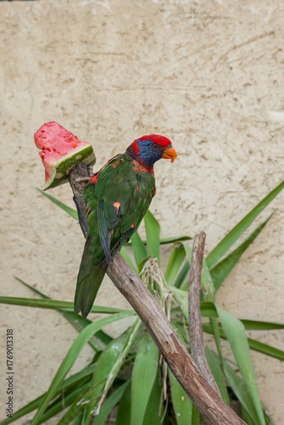 Fototapeta A vibrant parrot sits on a branch, enjoying a slice of watermelon. The tropical bird features bright colors and is surrounded by green plants, creating a lively scene.