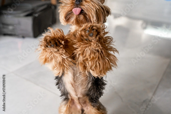 Fototapeta A Yorkshire Terrier playfully stands on its hind legs with its tongue sticking out. The scene captures a lively moment in a home with light-colored floors and furniture.