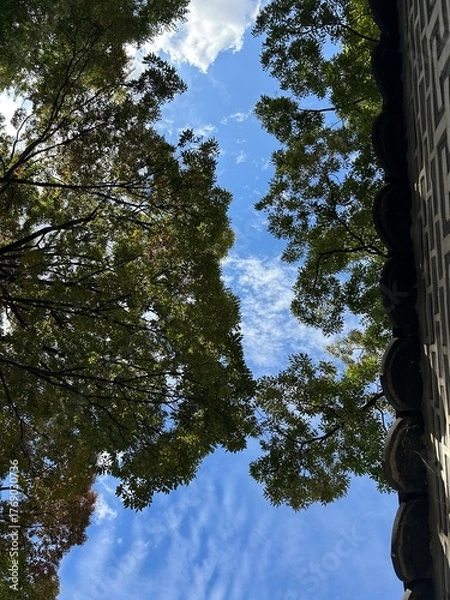 Obraz 나무와 하늘과 구름