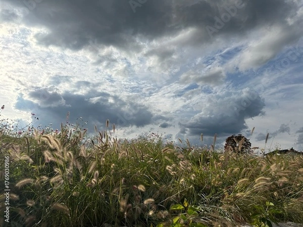 Fototapeta 해질녘 갈대와 하늘