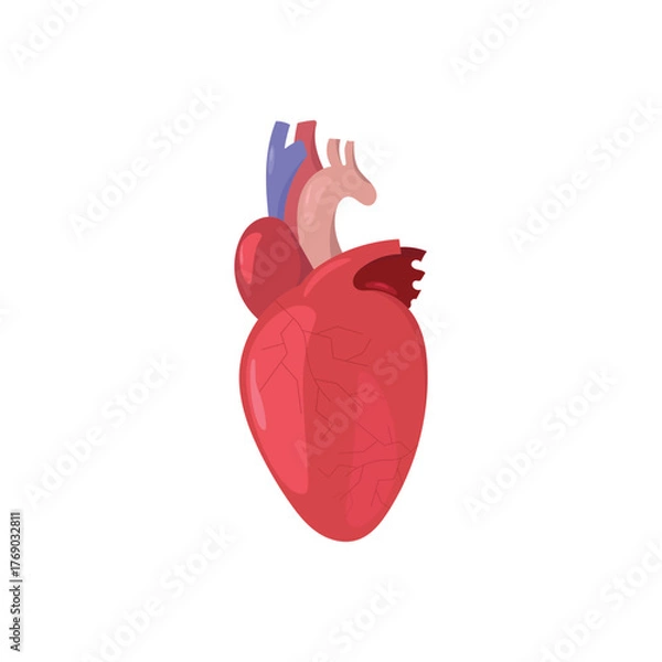 Fototapeta human heart anatomy model