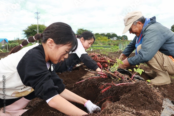 Obraz さつまいもを収穫する家族