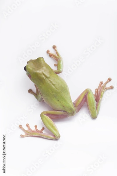 Fototapeta Dumpy frog litoria caerulea on white background