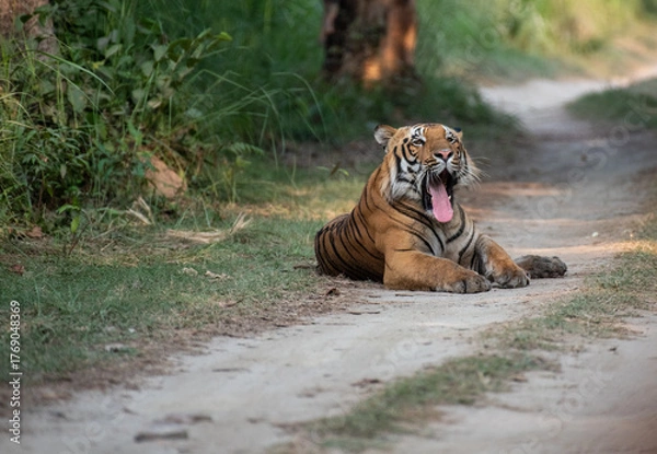 Fototapeta Close up of a resting tiger on the forest road with use of selective focus 
