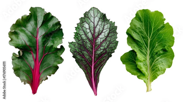 Obraz Three different types of leafy greens with red veins isolated against a black background