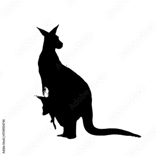 Obraz Silhouette of kangaroo with baby.