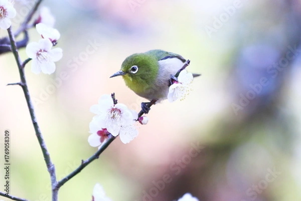 Fototapeta 美しい背景と梅の花とメジロ