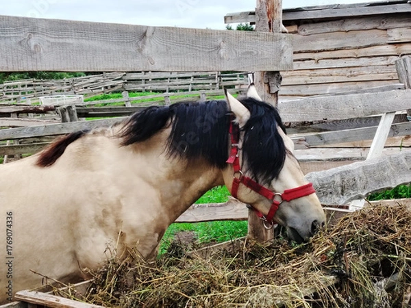 Obraz Horse with black mane eating hay in a wooden paddock.