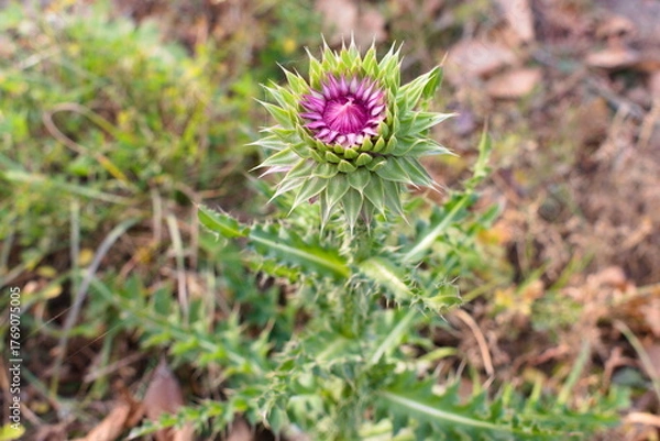 Obraz purple thistle flower