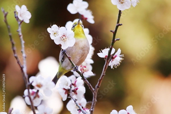 Fototapeta 梅の枝に止まるメジロ