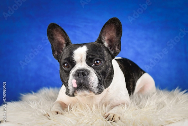 Fototapeta French Bulldog Posing on Faux Fur with Blue Background. A black and white French Bulldog with distinctive facial markings lies on a soft white faux fur rug against a rich blue studio backdrop