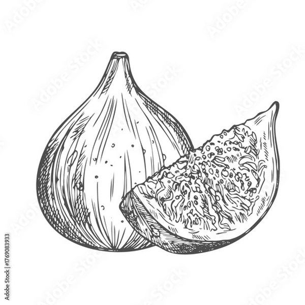 Fototapeta Fig fruits set. Ink sketch isolated on white background. Hand drawn vector illustration.