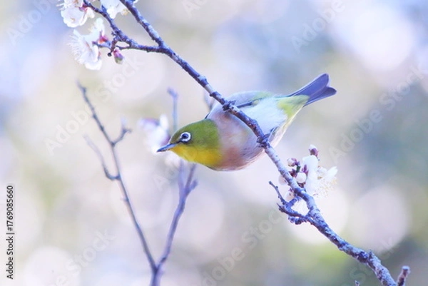 Fototapeta 梅の枝に止まるメジロ