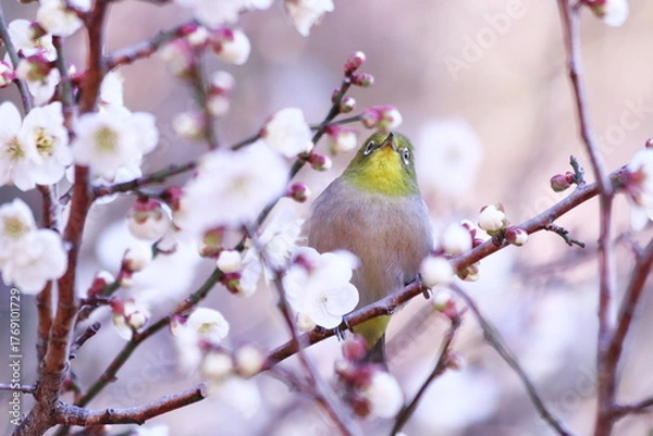 Fototapeta 満開の梅の花とメジロ