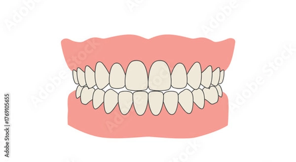 Obraz Flat style full set of human teeth with gums illustration for dental health education