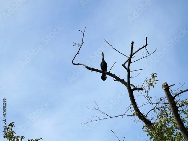 Obraz 木の枝に止まるカワウ