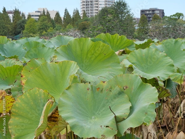 Obraz 枯れてきた蓮の葉