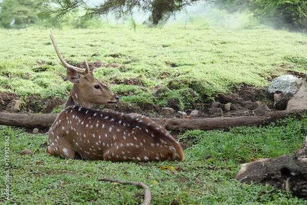 Fototapeta Spotted Deer Resting on Green Meadow under Tree Shade