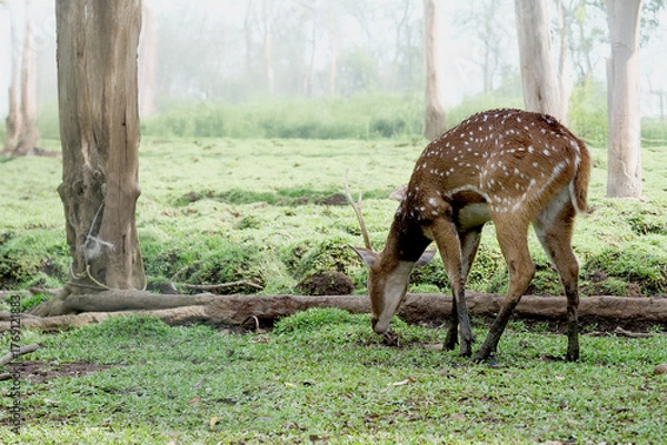 Fototapeta Spotted Deer Grazing Peacefully in the Forest