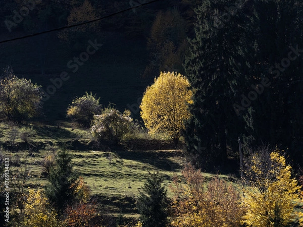 Obraz autumn landscape with trees