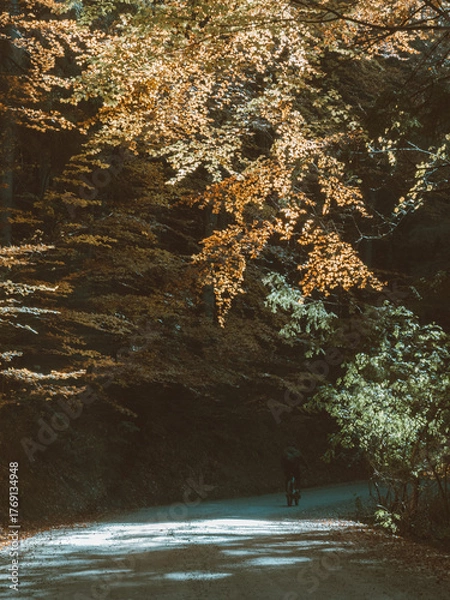 Obraz path in the forest	