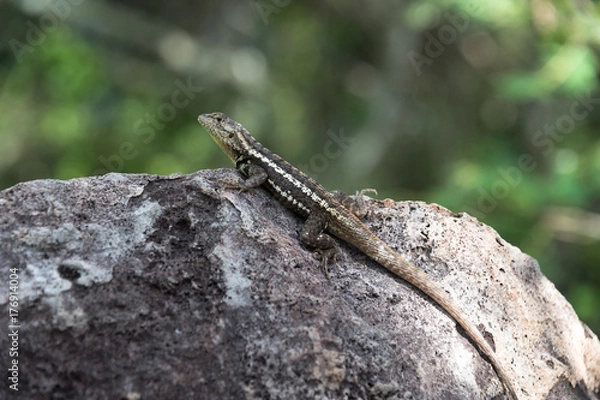 Obraz Lava Lizard, Microlophus albemariensis, unique to the Galapagos, Ecuador