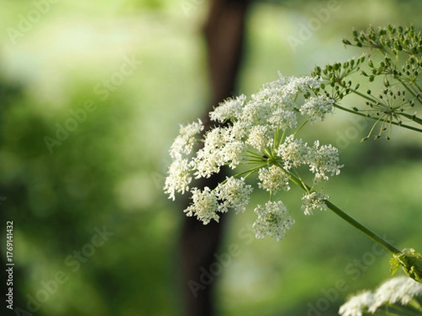 Obraz 植物　白い花　風景