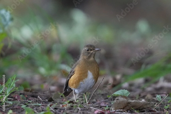 Fototapeta 地面に降りたアカハラ