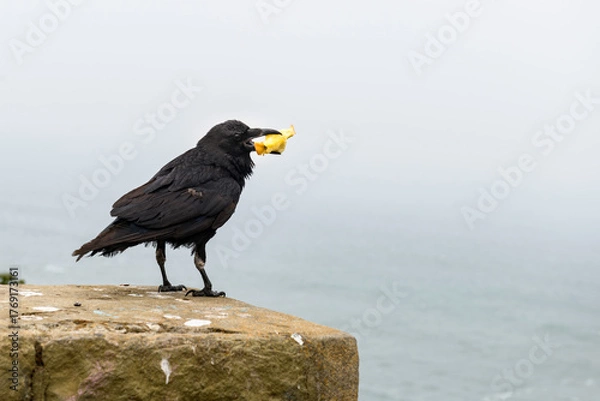 Obraz A large, black bird, a Common Raven (Corvus corax), holding an apple core in its beak while perched on a stone wall by the water.