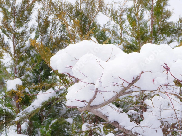 Fototapeta 枝に降り積もった沢山の雪