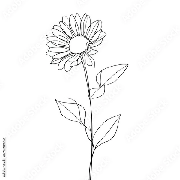 Fototapeta Sunflower with Continuous Minimalist Line Art