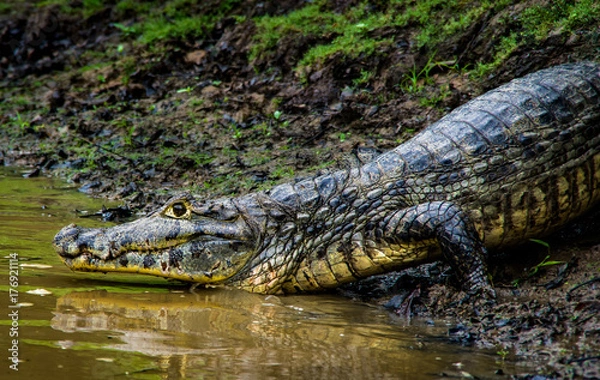Fototapeta alligator about to go in the water