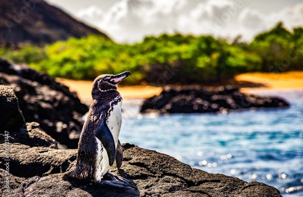 Fototapeta cute small penguin standing on the rocks