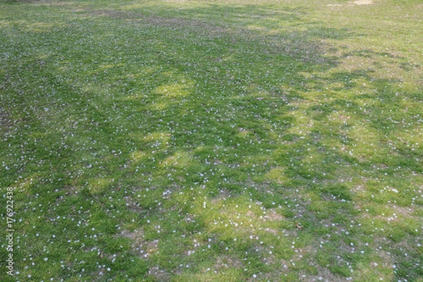 Fototapeta 散った桜の花びら