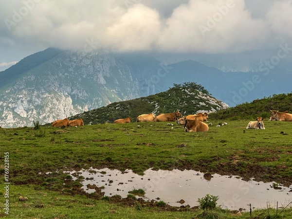 Fototapeta Cows resting on alpine meadow with mountains